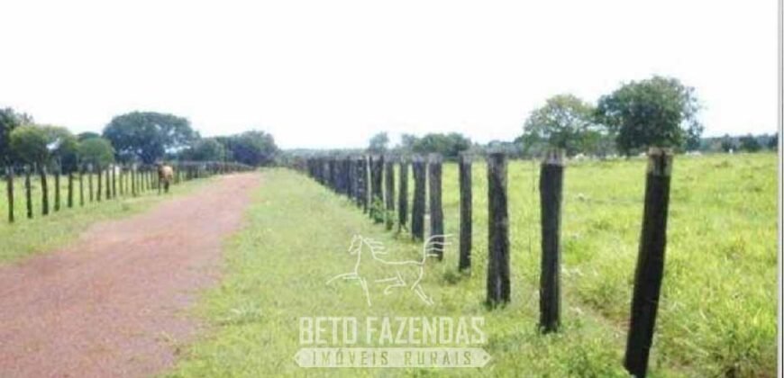 Fazenda à Venda 83.300 hectares Dupla Aptidão Lavoura e Pecuária | São Félix do Araguaia/MT