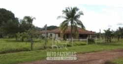 Fazenda à Venda 83.300 hectares Dupla Aptidão Lavoura e Pecuária | São Félix do Araguaia/MT