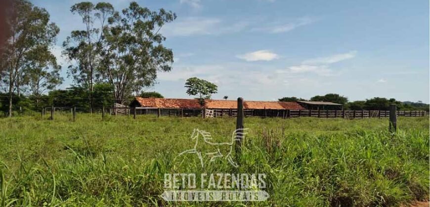 Fazenda à Venda 83.300 hectares Dupla Aptidão Lavoura e Pecuária | São Félix do Araguaia/MT