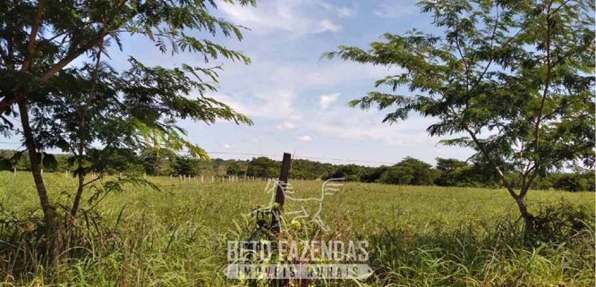 Fazenda à Venda 83.300 hectares Dupla Aptidão Lavoura e Pecuária | São Félix do Araguaia/MT