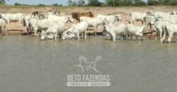 Fazenda à Venda 83.300 hectares Dupla Aptidão Lavoura e Pecuária | São Félix do Araguaia/MT