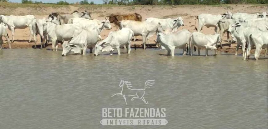 Fazenda à Venda 83.300 hectares Dupla Aptidão Lavoura e Pecuária | São Félix do Araguaia/MT