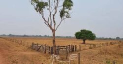 Fazenda à Venda 83.300 hectares Dupla Aptidão Lavoura e Pecuária | São Félix do Araguaia/MT