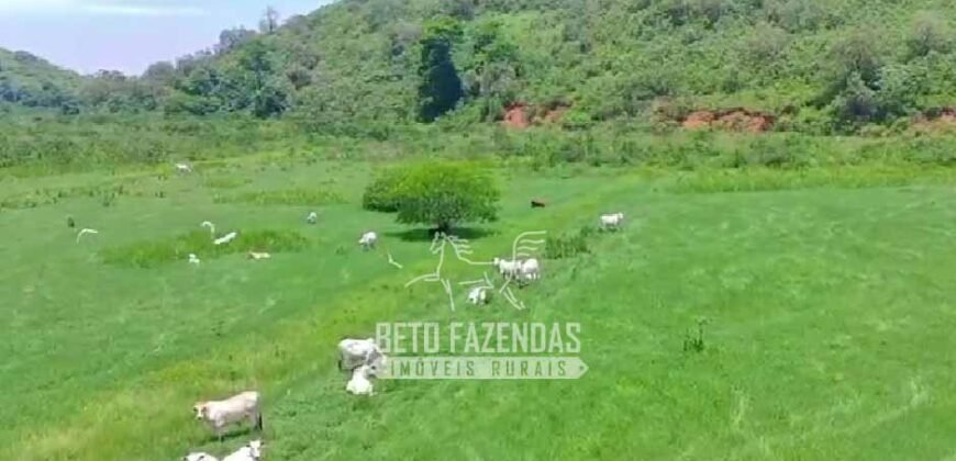 Fazenda à Venda 474 Has às Margens da Rodovia Empreendimentos, Pecuária e Lavoura | Magé/RJ