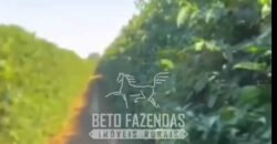 Fazenda de Café 1.000 Hectares Certificada p/ Exportação | Região de Ibiá/MG