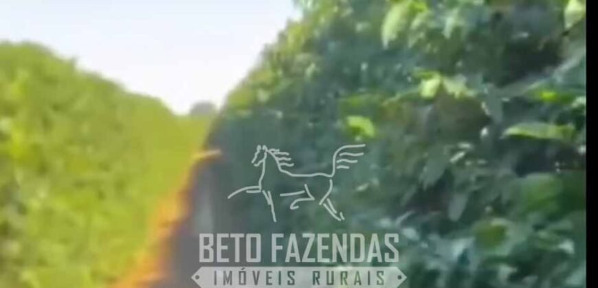 Fazenda de Café 1.000 Hectares Certificada p/ Exportação | Região de Ibiá/MG
