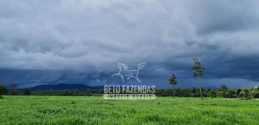 Fazenda à Venda 1.936 Has Pecuária Intensiva | Confresa e Vila Rica/ MT