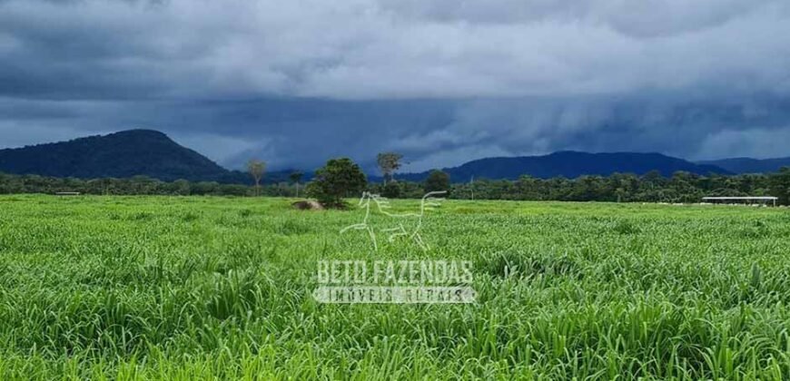 Fazenda à Venda 1.936 Has Pecuária Intensiva | Confresa e Vila Rica/ MT