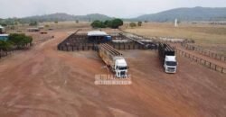 Fazenda à Venda 1.936 Has Pecuária Intensiva | Confresa e Vila Rica/ MT