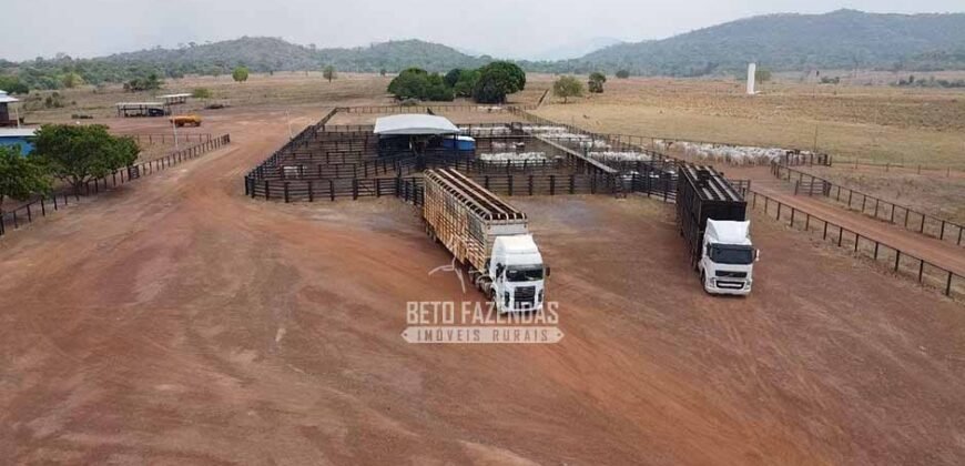 Fazenda à Venda 1.936 Has Pecuária Intensiva | Confresa e Vila Rica/ MT