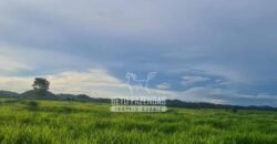 Fazenda à Venda 1.936 Has Pecuária Intensiva | Confresa e Vila Rica/ MT