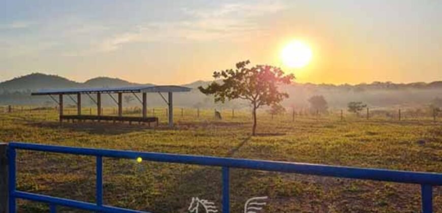 Fazenda à Venda 1.936 Has Pecuária Intensiva | Confresa e Vila Rica/ MT