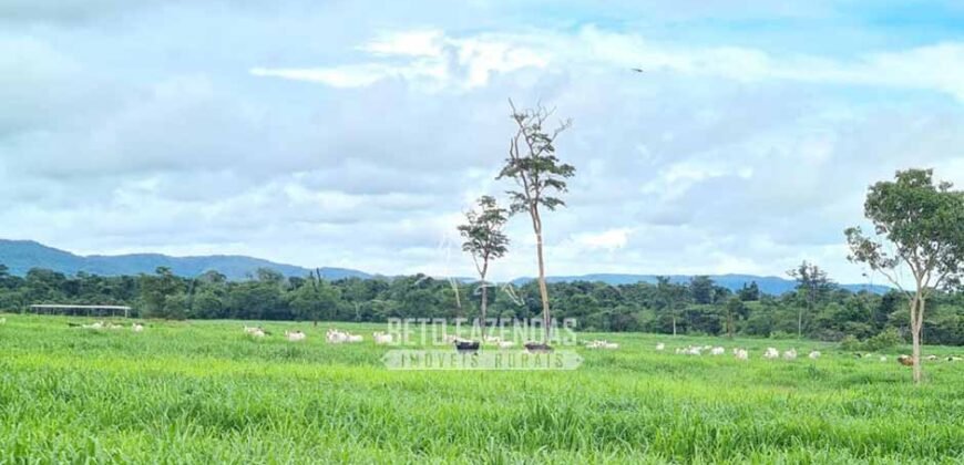 Fazenda à Venda 1.936 Has Pecuária Intensiva | Confresa e Vila Rica/ MT