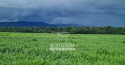 Fazenda à Venda 1.936 Has Pecuária Intensiva | Confresa e Vila Rica/ MT