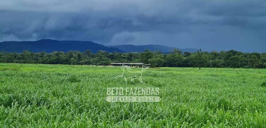 Fazenda à Venda 1.936 Has Pecuária Intensiva | Confresa e Vila Rica/ MT