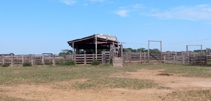 Fazenda à Venda 88.945 hectares Pecuária Estrutura Completa | Paconé/MT