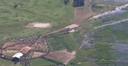 Fazenda à Venda 88.945 hectares Pecuária Estrutura Completa | Paconé/MT