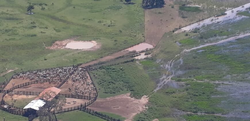 Fazenda à Venda 88.945 hectares Pecuária Estrutura Completa | Paconé/MT