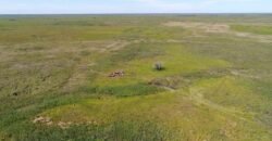 Fazenda à Venda 88.945 hectares Pecuária Estrutura Completa | Paconé/MT