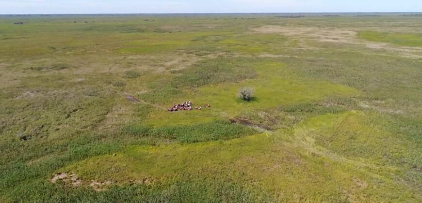 Fazenda à Venda 88.945 hectares Pecuária Estrutura Completa | Paconé/MT
