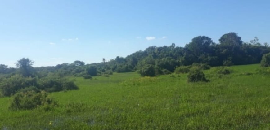 Fazenda à Venda 88.945 hectares Pecuária Estrutura Completa | Paconé/MT