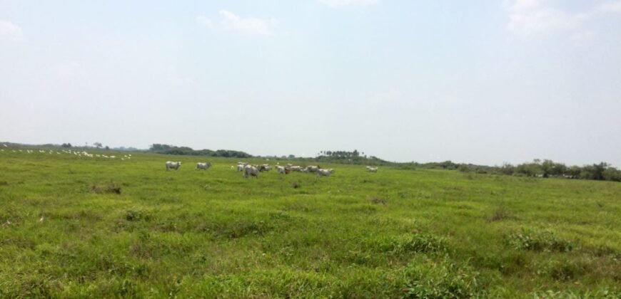 Fazenda à Venda 88.945 hectares Pecuária Estrutura Completa | Paconé/MT