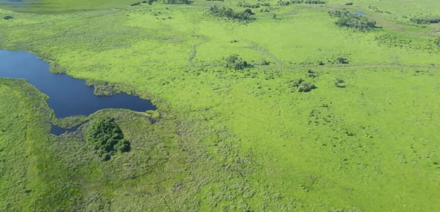 Fazenda à Venda 88.945 hectares Pecuária Estrutura Completa | Paconé/MT