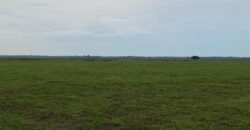 Fazenda à Venda 88.945 hectares Pecuária Estrutura Completa | Paconé/MT