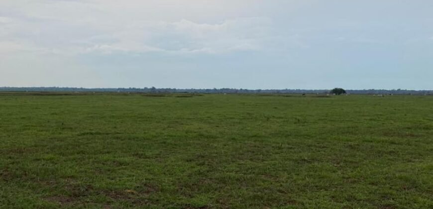 Fazenda à Venda 88.945 hectares Pecuária Estrutura Completa | Paconé/MT