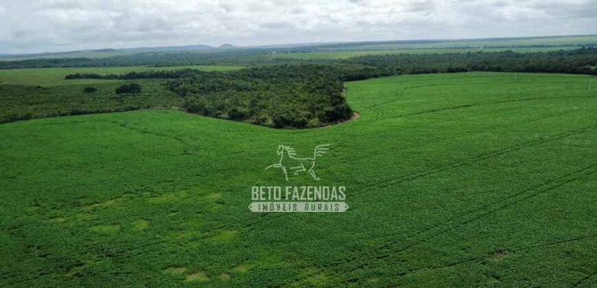 Fazenda de Soja à Venda 6.000 hectares Estrutura Completa | Fortaleza dos Nogueiras/ MA