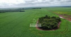 Fazenda de Soja à Venda 6.000 hectares Estrutura Completa | Fortaleza dos Nogueiras/ MA