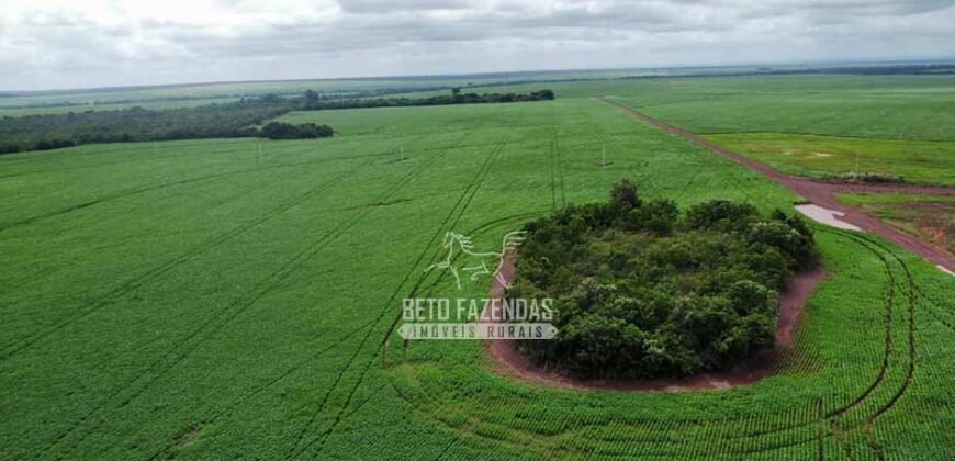 Fazenda de Soja à Venda 6.000 hectares Estrutura Completa | Fortaleza dos Nogueiras/ MA