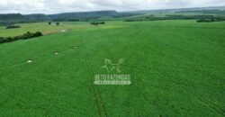 Fazenda de Soja à Venda 6.000 hectares Estrutura Completa | Fortaleza dos Nogueiras/ MA