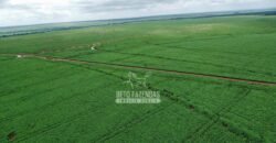 Fazenda de Soja à Venda 6.000 hectares Estrutura Completa | Fortaleza dos Nogueiras/ MA