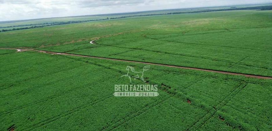 Fazenda de Soja à Venda 6.000 hectares Estrutura Completa | Fortaleza dos Nogueiras/ MA