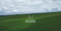 Fazenda de Soja à Venda 6.000 hectares Estrutura Completa | Fortaleza dos Nogueiras/ MA