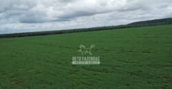 Fazenda de Soja à Venda 6.000 hectares Estrutura Completa | Fortaleza dos Nogueiras/ MA