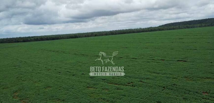 Fazenda de Soja à Venda 6.000 hectares Estrutura Completa | Fortaleza dos Nogueiras/ MA