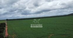 Fazenda de Soja à Venda 6.000 hectares Estrutura Completa | Fortaleza dos Nogueiras/ MA
