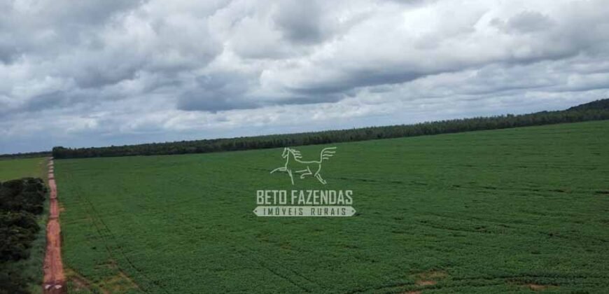 Fazenda de Soja à Venda 6.000 hectares Estrutura Completa | Fortaleza dos Nogueiras/ MA