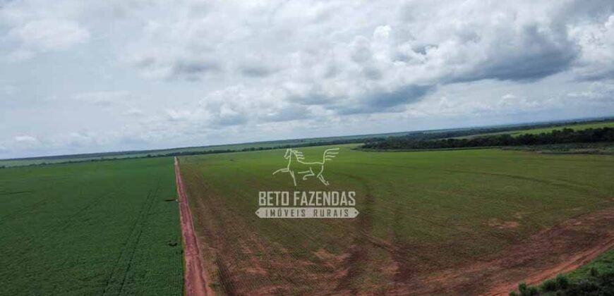Fazenda de Soja à Venda 6.000 hectares Estrutura Completa | Fortaleza dos Nogueiras/ MA