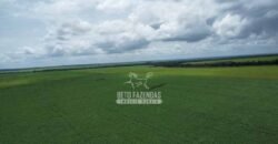 Fazenda de Soja à Venda 6.000 hectares Estrutura Completa | Fortaleza dos Nogueiras/ MA
