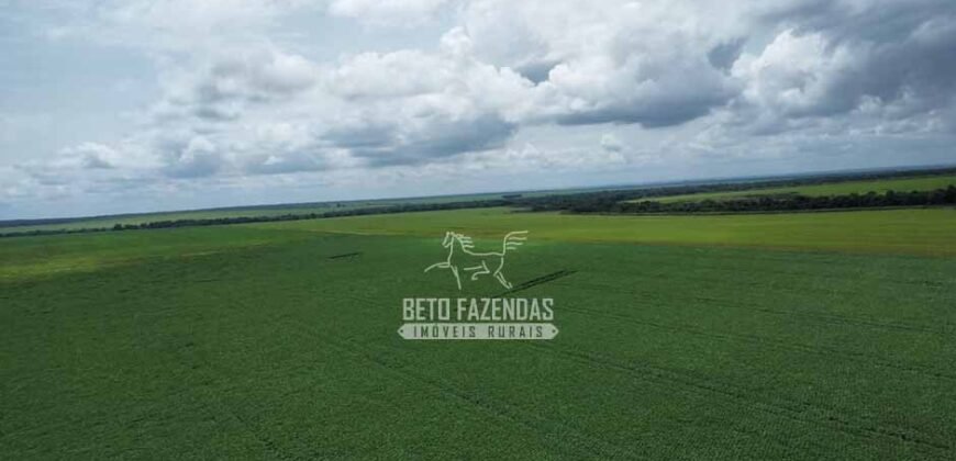 Fazenda de Soja à Venda 6.000 hectares Estrutura Completa | Fortaleza dos Nogueiras/ MA