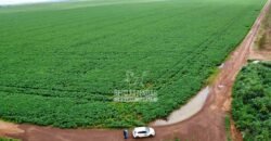 Fazenda de Soja à Venda 6.000 hectares Estrutura Completa | Fortaleza dos Nogueiras/ MA