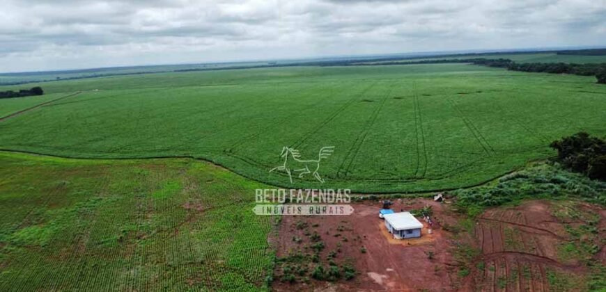 Fazenda de Soja à Venda 6.000 hectares Estrutura Completa | Fortaleza dos Nogueiras/ MA