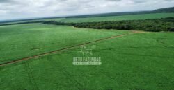 Fazenda de Soja à Venda 6.000 hectares Estrutura Completa | Fortaleza dos Nogueiras/ MA