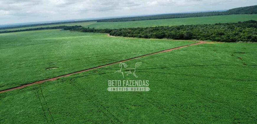 Fazenda de Soja à Venda 6.000 hectares Estrutura Completa | Fortaleza dos Nogueiras/ MA