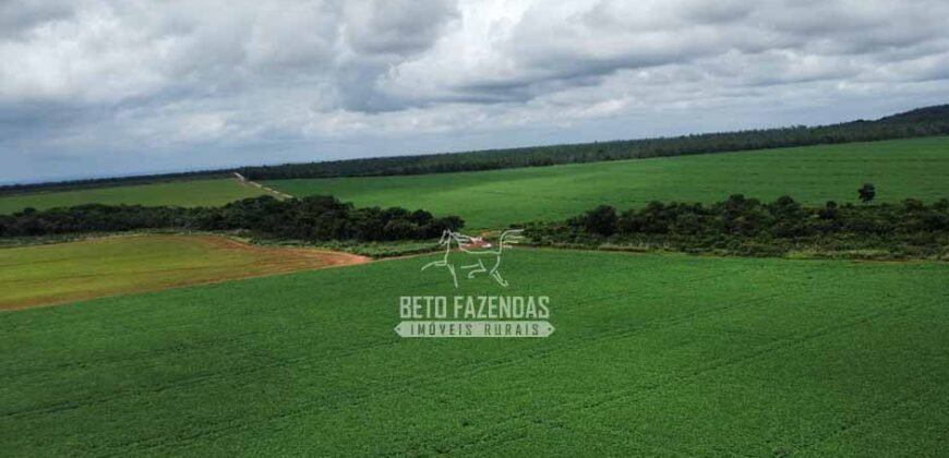 Fazenda de Soja à Venda 6.000 hectares Estrutura Completa | Fortaleza dos Nogueiras/ MA