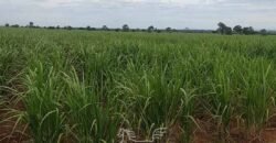 Fazenda de Cana e Pecuária à Venda 314,6 hectares Dupla Aptidão | Panorama/ SP