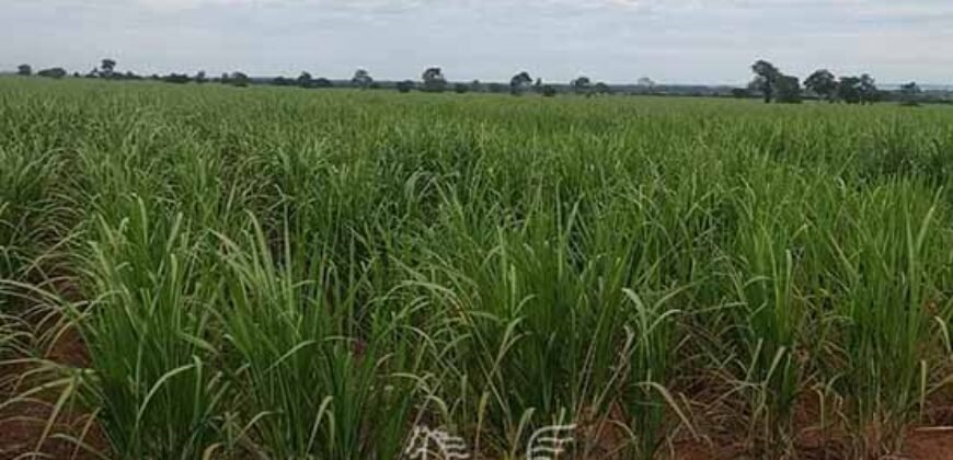 Fazenda de Cana e Pecuária à Venda 314,6 hectares Dupla Aptidão | Panorama/ SP